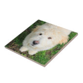 Carreau Le Chiot De Goldendoodle En Regardant La Caméra (Côté)