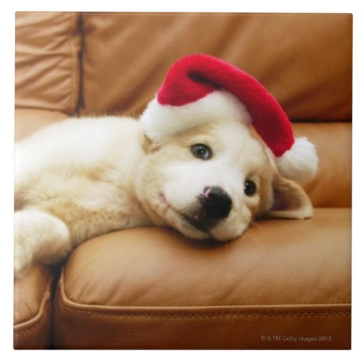 Carreau Le chiot porte un casquette de Noël et le mensonge (Devant)