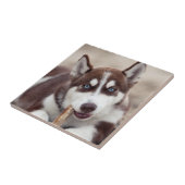 Carreau Le chiot sibérien Husky à la plage (Côté)