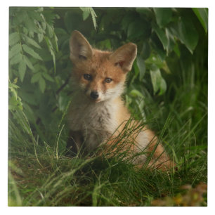 Carreau Le chou renard dans une forêt verte