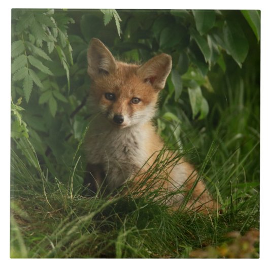 Carreau Le chou renard dans une forêt verte (Devant)