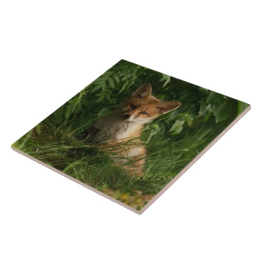 Carreau Le chou renard dans une forêt verte (Côté)