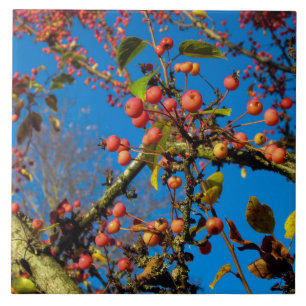 Carreau Le crabe s'applique contre un carrelage en céramiq