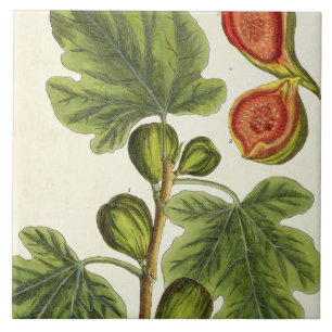 Carreau Le figuier, plaquent 125 "d'un de fines herbes