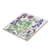 Carreau Le fleur sauvage botanique de Columbine fleurit la (Côté)