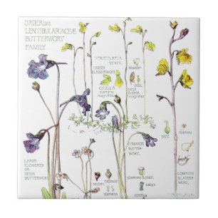 Carreau Le fleur sauvage vintage de Butterwort fleurit la