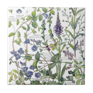 Carreau Le fleur sauvage vintage de Speedwell fleurit la