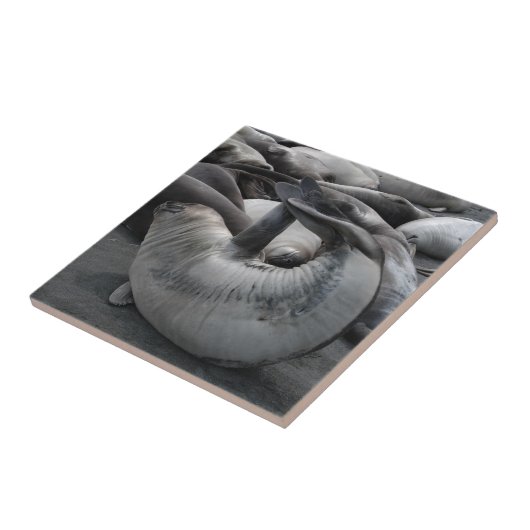 Carreau Le joint de sirène - tuile (Côté)