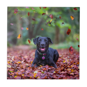 Carreau Le Labrador Noir Dans Les Feuilles D'Automne