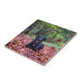 Carreau Le Labrador Noir Dans Les Feuilles D'Automne (Côté)