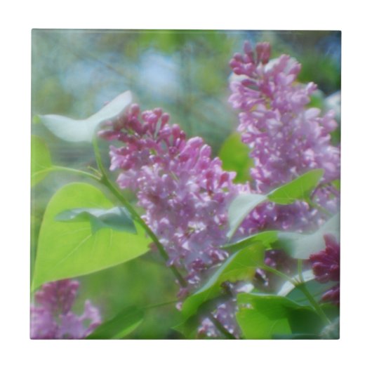 Carreau Le lilas pourpre fleurit la tuile (Devant)