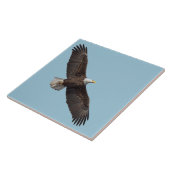 Carreau Le Majestic Bald Eagle (Côté)