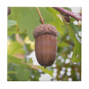 Carreau Le Mighty Acorn dans un chêne