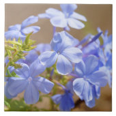 Carreau Le plumbago bleu fleurit la tuile (Devant)