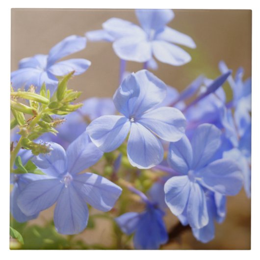 Carreau Le plumbago bleu fleurit la tuile (Devant)