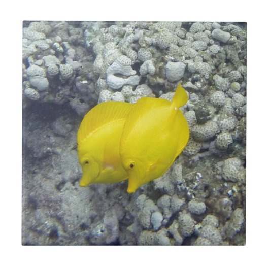 Carreau Le Poisson Tang Jaune (Devant)