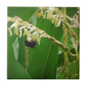 Carreau Le pollen de maïs est délicieux pour les abeilles 