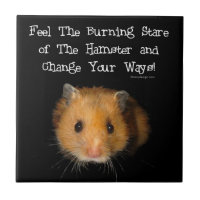 Le regard fixe de hamster