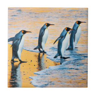 Carreau Le Roi pingouins au lever de soleil - tuile