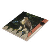 Carreau Le Trivet De Carrelage Hawk (Côté)