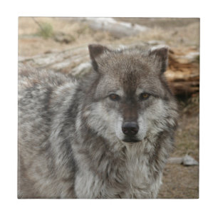 Carreau le visage animal de loup observe le parc canin de