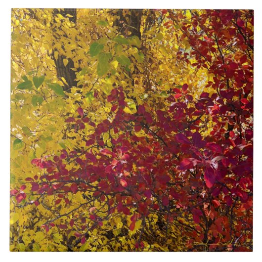 Carreau Leaves d'automne dans le carrelage extérieur de l' (Devant)