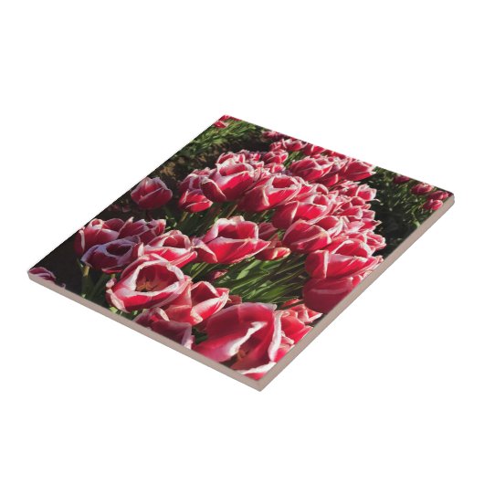 Carreau Leen Van Der Mark Tulips, Oregon (Côté)