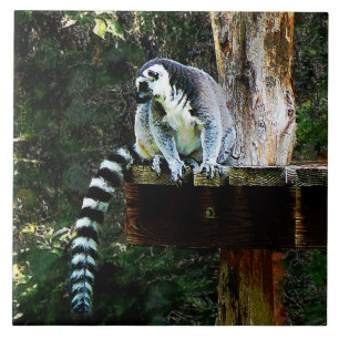 Carreau Lemur à anneau