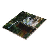 Carreau Lemur à anneau (Côté)