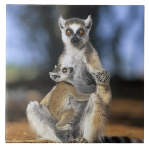 Carreau Lémur à queue annelée, (Lemur catta), Mère et