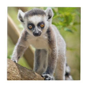 Carreau Lemur de bébé