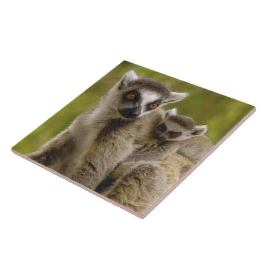 Carreau Lémuriens à queue annelée (Lemur catta) Mère et bé (Côté)