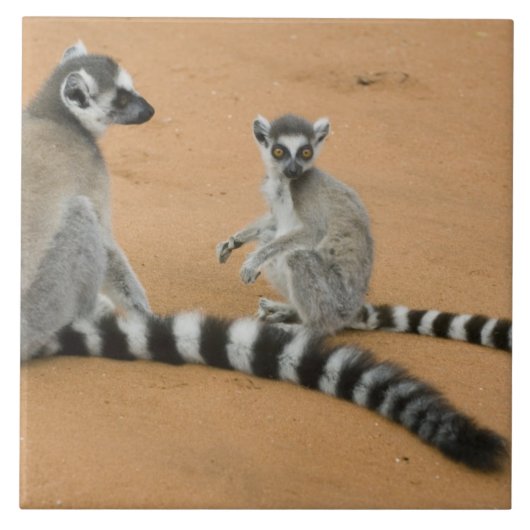 Carreau Lémurs à queue annelée, (Lemur catta), Berenty (Devant)