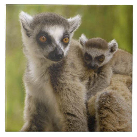 Carreau Lémurs à queue annelée (Lemur catta) Mère et bébé. (Devant)
