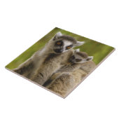 Carreau Lémurs à queue annelée (Lemur catta) Mère et bébé. (Côté)