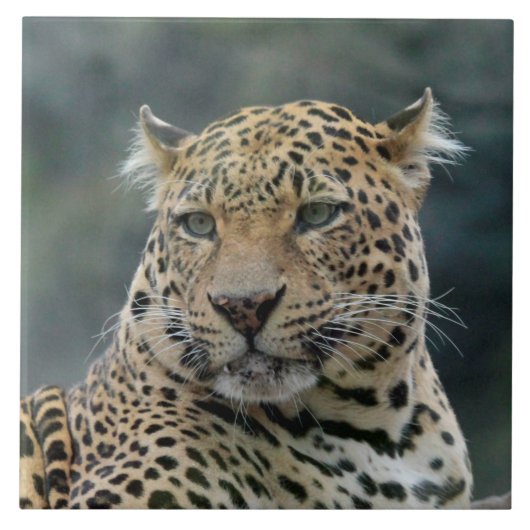 Carreau Leopard 006 (Devant)