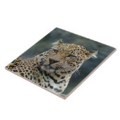Carreau Leopard 006 (Côté)