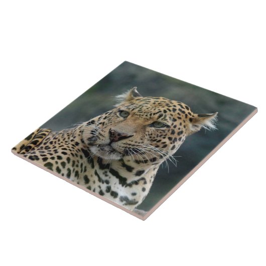 Carreau Leopard 006 (Côté)