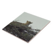 Carreau Léopard africain (Côté)