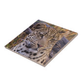 Carreau Léopard assis, Botswana, Afrique (Côté)