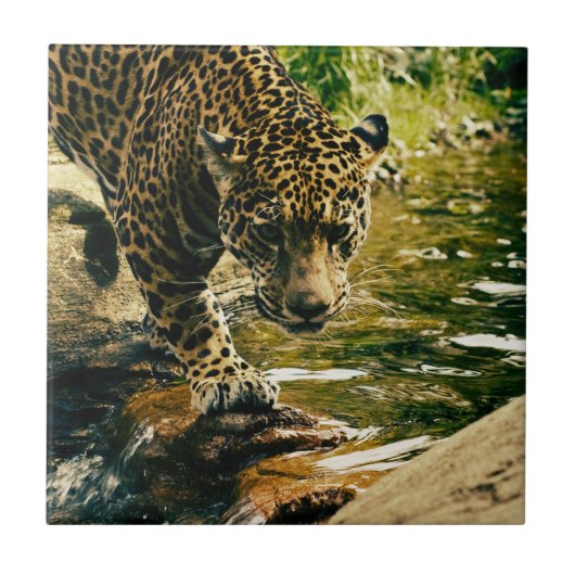 Carreau Leopard Crossing a Stream Photographie (Devant)