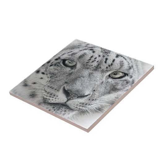 Carreau Léopard de neige blanc exotique (Côté)