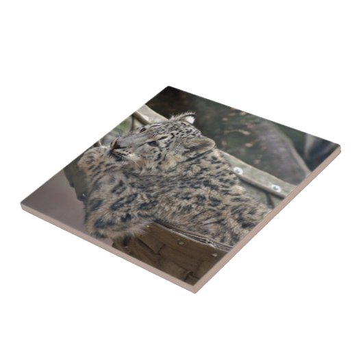 Carreau Léopard des neiges (Côté)