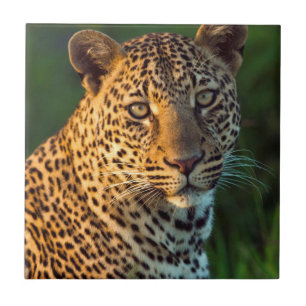 Carreau Léopard mâle (Panthera Pardus) Jeune adulte