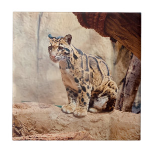 Carreau léopard nébuleux image nature faune exotique