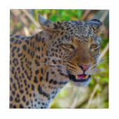 Carreau Leopard tacheté (Devant)