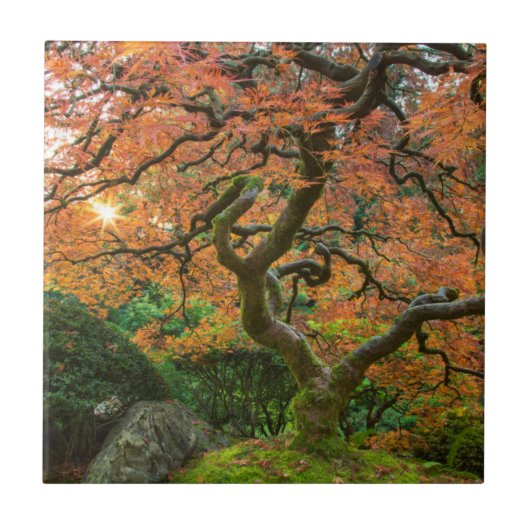 Carreau L'Érable Dans Les Jardins Japonais En Automne (Devant)