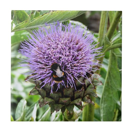 CARREAU LES ABEILLES (Devant)
