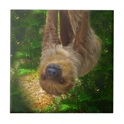 Carreau Les cadeaux de Sloth Rainforest (Devant)