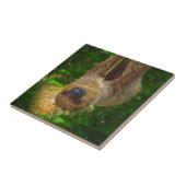 Carreau Les cadeaux de Sloth Rainforest (Côté)